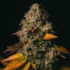Spooky OG > Pure Instinto